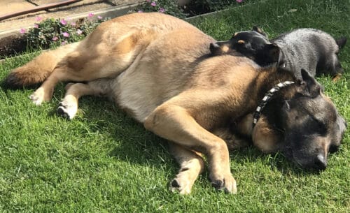 Onze honden aan het luieren op een warme dag in Hongarije.